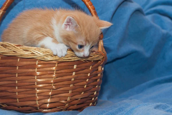 Blåögd Röd Med Vit Kattunge Inuti Korg — Stockfoto