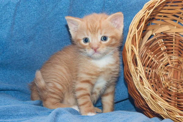 Nahaufnahme Porträt Eines Kleinen Ingwerjungen Neben Einem Korb Auf Der — Stockfoto