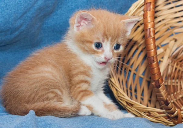 Söt Blåögd Röd Och Vit Kattunge Nära Inverterad Korg — Stockfoto