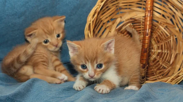 Divertido Color Ojos Azules Rojo Blanco Gatito Juega Una Cesta — Foto de Stock