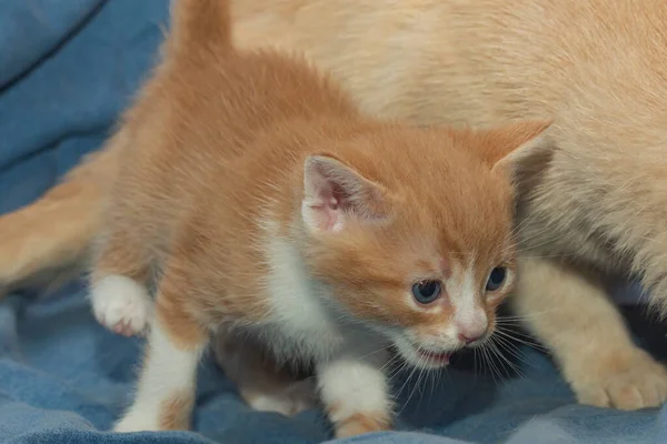 Annemin Yanında Küçük Komik Kızıl Kedi Yavrusu — Stok fotoğraf