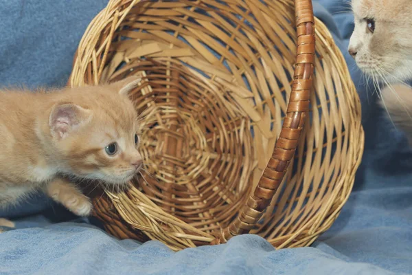 Liten Rolig Ingefära Kattunge Går Till Mamma — Stockfoto