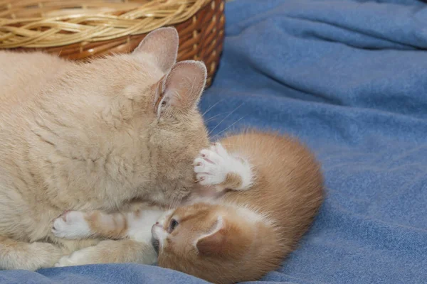 Lilla Ingefära Kattunge Spelas Med Sin Mamma — Stockfoto