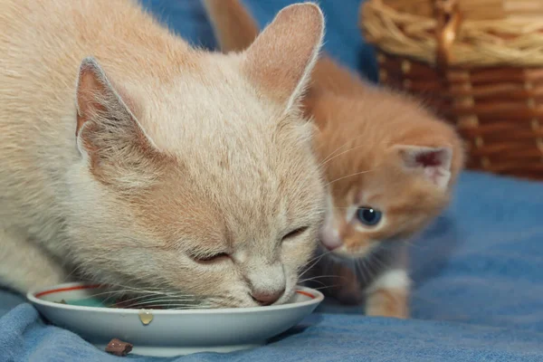 Mamma Katt Äter Från Tallrik Bredvid Sin Kattunge — Stockfoto
