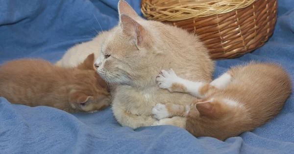 Mor Katt Ligger Mellan Hennes Två Kattungar — Stockfoto