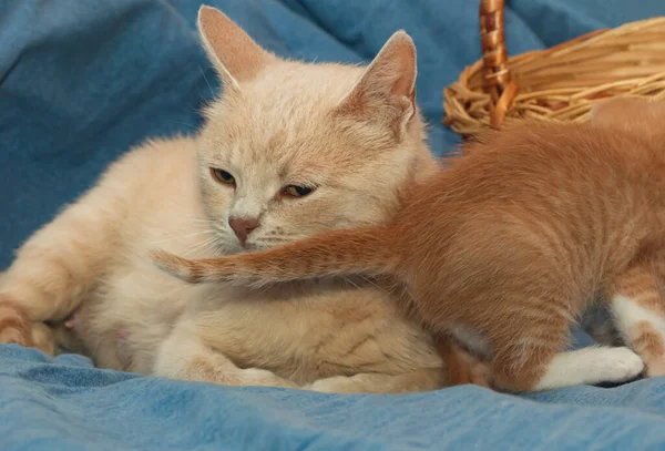 Mor Katt Bredvid Henne Spelar Ingefära Kattunge — Stockfoto