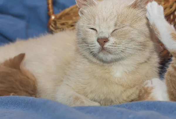 Mor Katt Med Kattunge Suga Mjölk Från Henne — Stockfoto