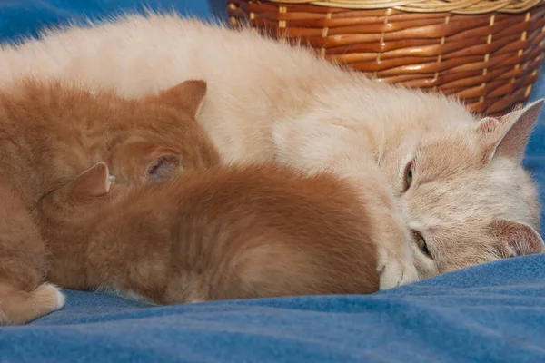 Cat Lies Feed Her Two Ginger Kittens Her Milk — стоковое фото