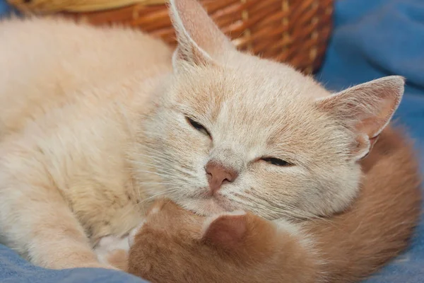 Kattens Huvud Ligger Kattungen — Stockfoto