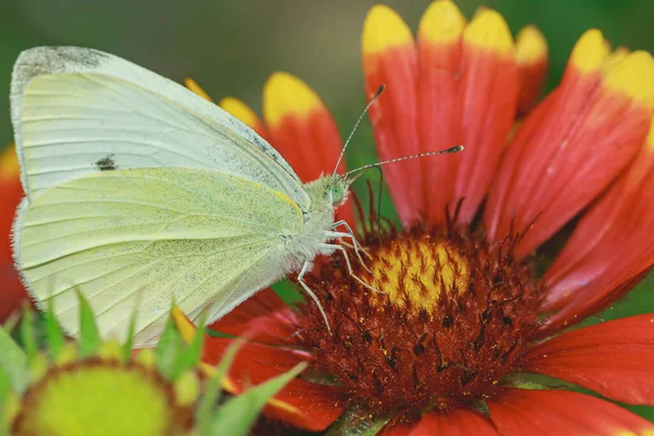 美丽的白色 有黄色蝴蝶的特写 从一朵红花上采集花粉 — 图库照片