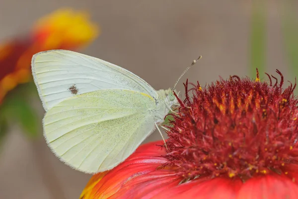 美丽的白色 有黄色蝴蝶的特写从红花侧面收集花粉 — 图库照片