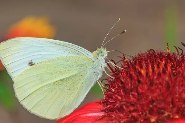 黄蝴蝶特写的白色肖像在灰色背景上从一朵红花上采集花粉 — 图库照片