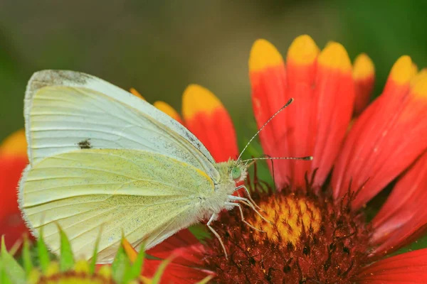 白蝴蝶和黄蝴蝶的特写从一朵红花上采集花粉 — 图库照片