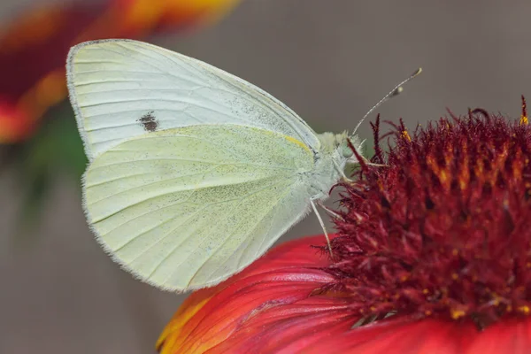 白色和黄色蝴蝶从红花侧面收集花粉 — 图库照片