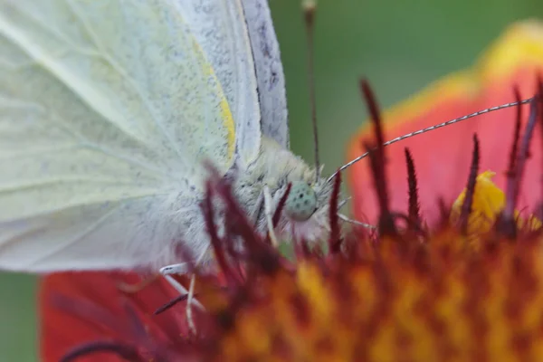 Papillon Blanc Gros Plan Recueille Pollen Une Belle Fleur — Photo