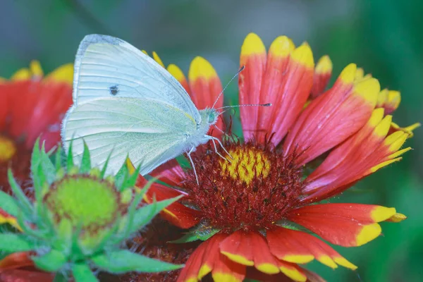 Papillon Blanc Gros Plan Recueille Pollen Une Fleur — Photo