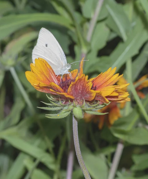 白色蝴蝶从花朵上采集花粉 — 图库照片