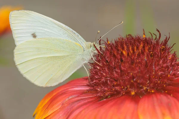 Weiß Mit Gelben Schmetterling Nahaufnahme Sammelt Pollen Von Einer Roten — Stockfoto