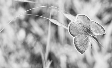 Mavi renkli güzel kelebek, siyah beyaz arka planda bulanık bir çivinin üzerinde..