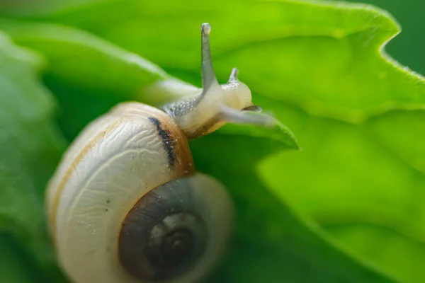  Yeşil yapraklı çok küçük bir salyangoz..