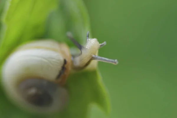Very Small Snail Green Leaf Top View — Stock Photo, Image