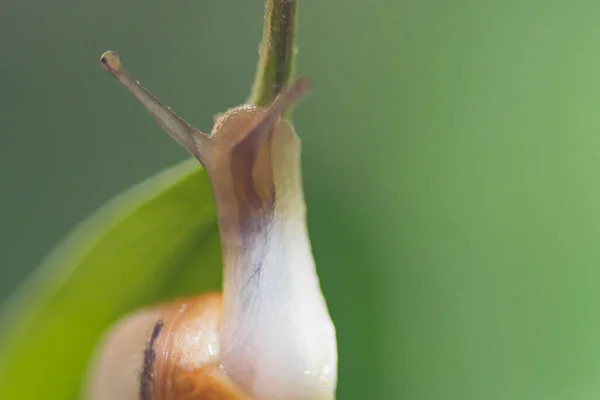 Very Small Snail Green Leaf Back View — Stock Photo, Image