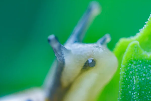 Yeşil Yapraklı Çok Küçük Bir Salyangozun Kafası — Stok fotoğraf