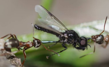 İki karınca bacağını ısırır. Kanatlı böceği yakın plan.