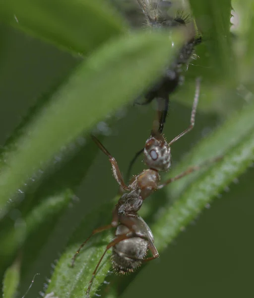 Mrówka Trawie Trzyma Owadożerną Nogę Szczęce — Zdjęcie stockowe
