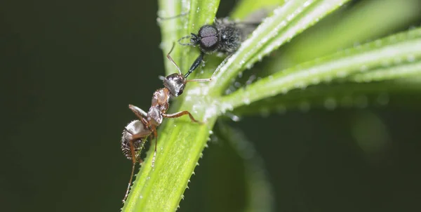 Bir karınca bir böcek bacağını çenesinde tutar