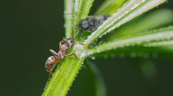 Eine Ameise Hält Die Pfote Eines Schwarzen Insekts Kiefer — Stockfoto