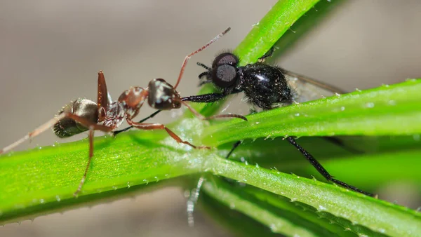 Mrówka Trzyma Łapę Czarnego Owada Szczęce Zbliżenie — Zdjęcie stockowe