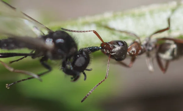 Mrówka Gryzie Nogi Skrzydlate Owady Zbliżenie — Zdjęcie stockowe