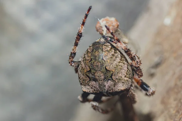 Aranha Com Uma Cruz Pendurada Prego Enferrujado — Fotografia de Stock