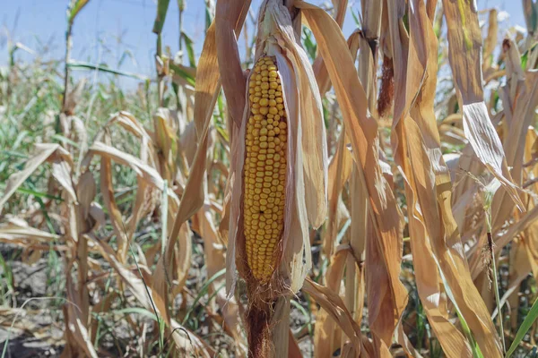 Tarlada olgun mısırdan bir kulak