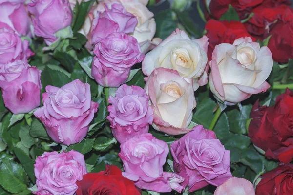 Armful Multi Colored Beautiful Roses Close — Stock Photo, Image