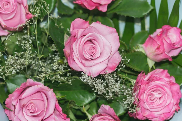  Güzel, açık kırmızı güller. Yaklaş.