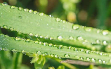 Çiy damlacıklarıyla dolu bir çimene yakın çekim.