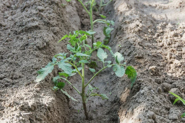  Sebze bahçesine ekilmiş domates tohumları.