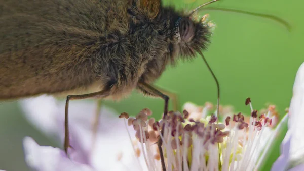 Brauner Schmetterling Mit Braunen Augen Ernährt Sich Von Nektar Aus — Stockfoto