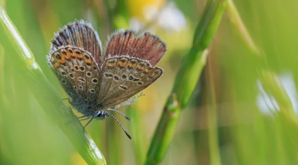 Schmetterling Mit Schönen Braunen Flügeln Mit Schwarzen Punkten Kopf Nach — Stockfoto