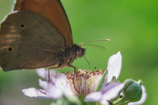 Papillon Brun Aux Yeux Marron Nourrit Nectar Une Fleur Sur — Photo