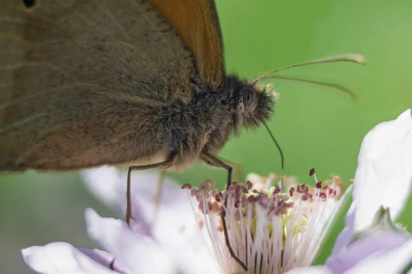 Brauner Schmetterling Mit Braunen Augen Ernährt Sich Von Nektar Aus — Stockfoto