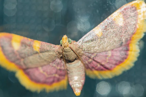 Geflügelter Mottenschädling Von Schöner Farbe Auf Glas — Stockfoto