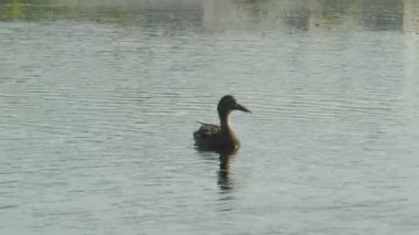 Ördek bahar gölünde yüzer.