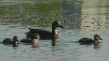 Bir vahşi ördek ailesi gölde yüzüyor..