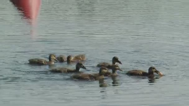 Uno Stormo Anatroccoli Selvatici Che Inseguono Pane Nel Lago — Video Stock