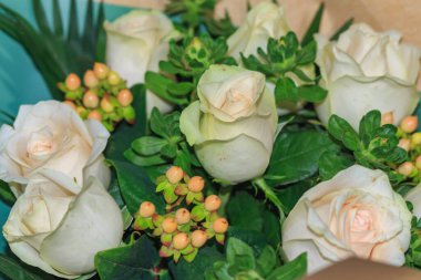  Yeşil yapraklı, kremalı beyaz güller..