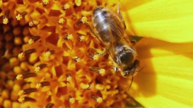 Arı bir ayçiçeği makrosunda polen toplar.