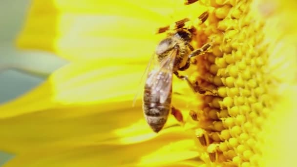 Abeja Recoge Polen Una Vista Macro Lateral Girasol — Vídeos de Stock